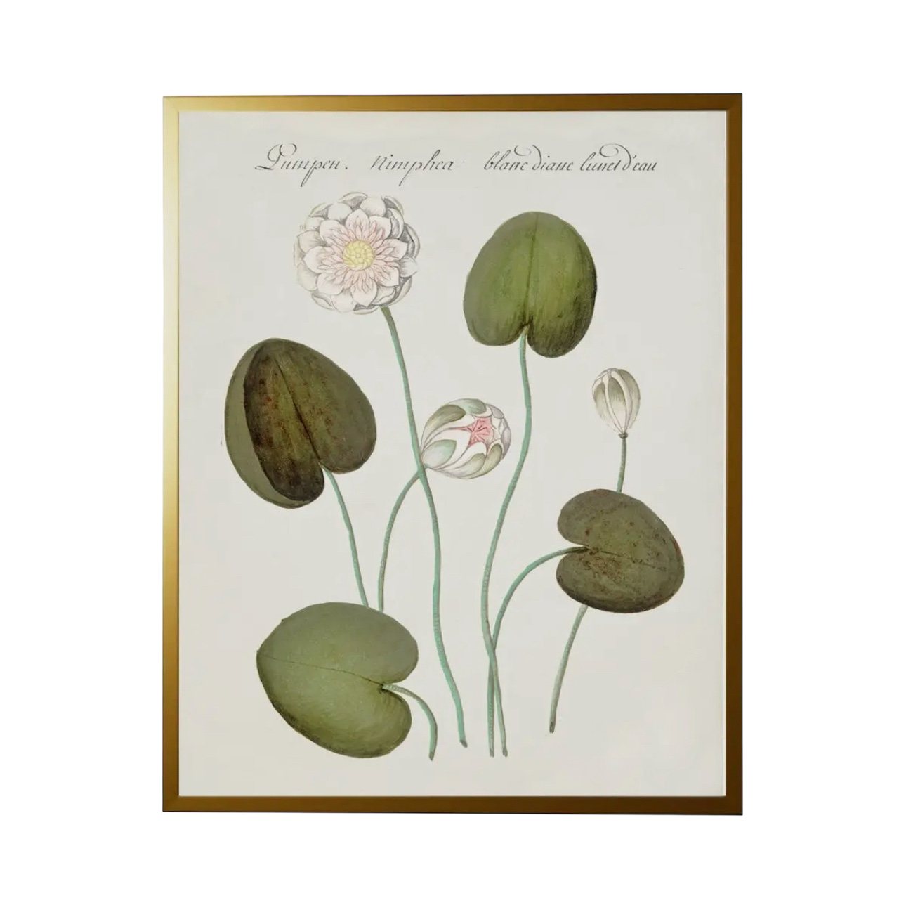 28” x 22” Vintage Bookplate Flower Print
