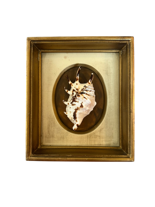 Jenn Leverett Art - Spider Conch in Deep Well Florentine