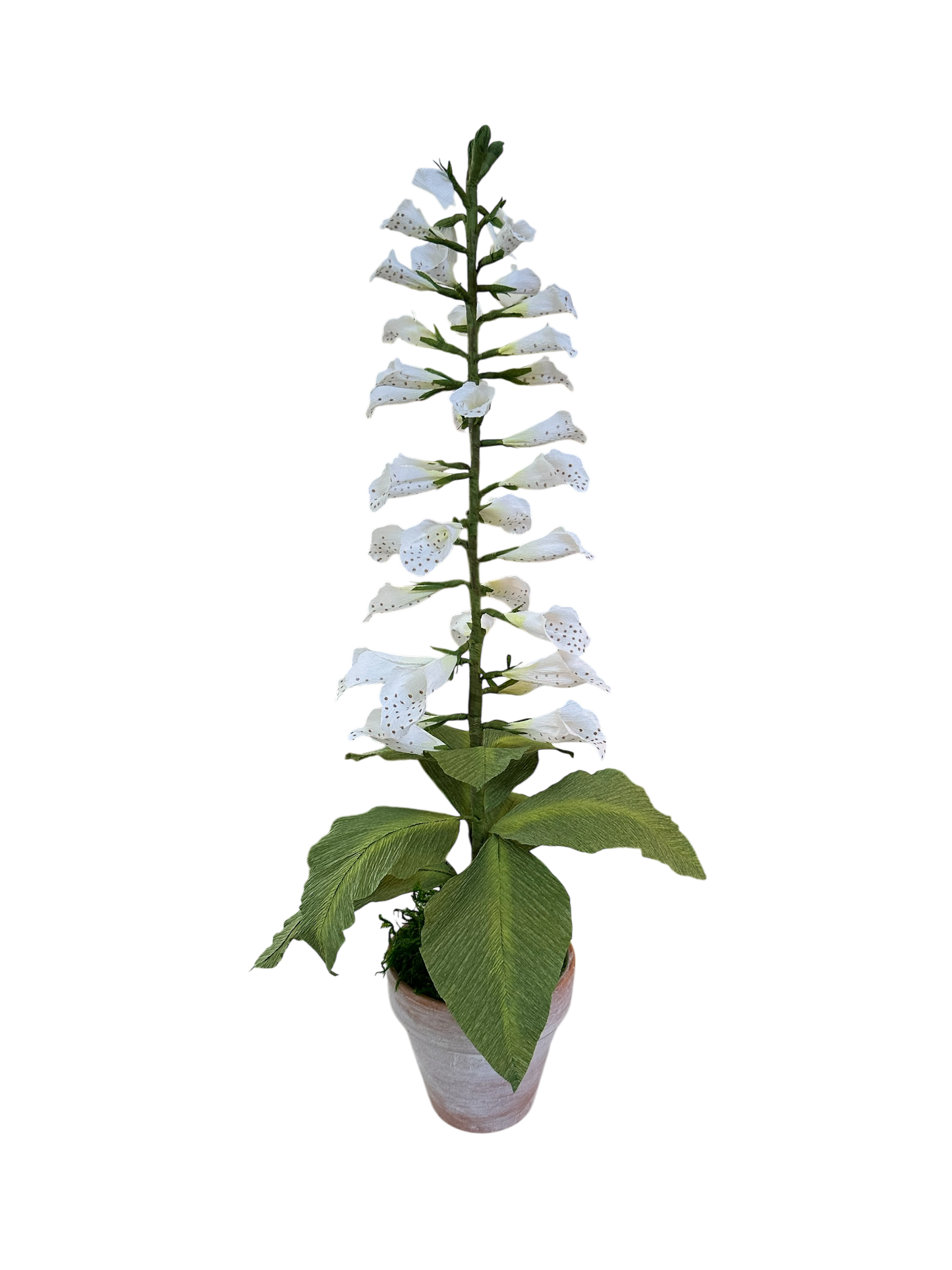 Potted Paper Foxglove - White