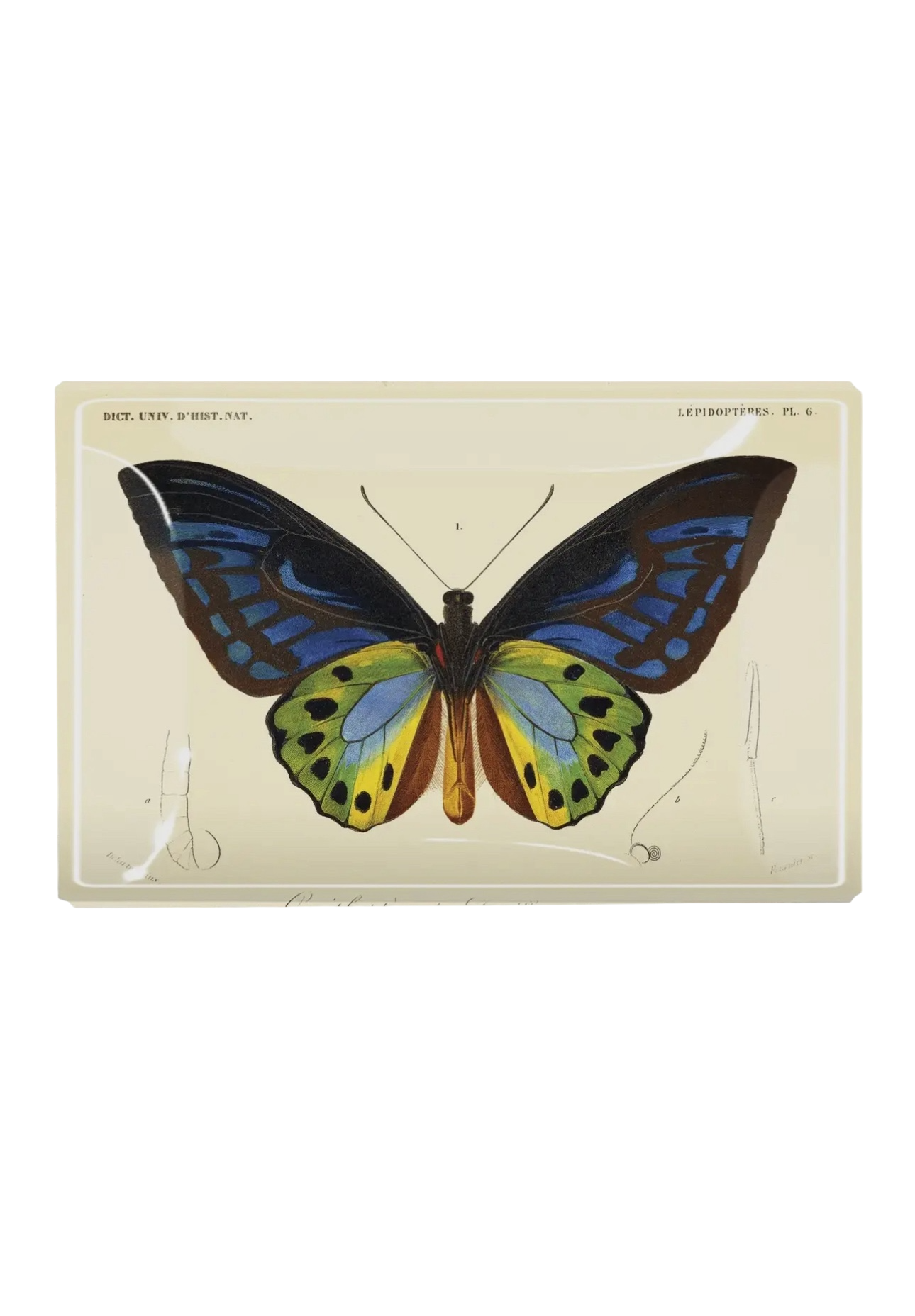 Tropical Butterfly Decoupage Tray