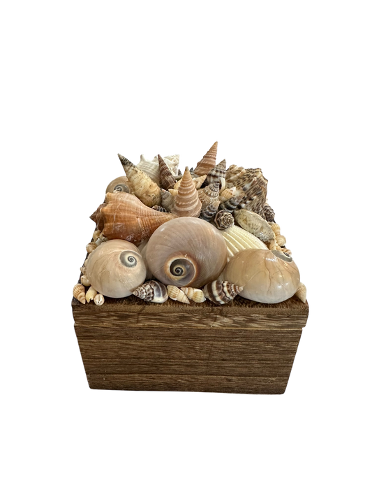 Jenn Leverett Art - Shell Encrusted Box III