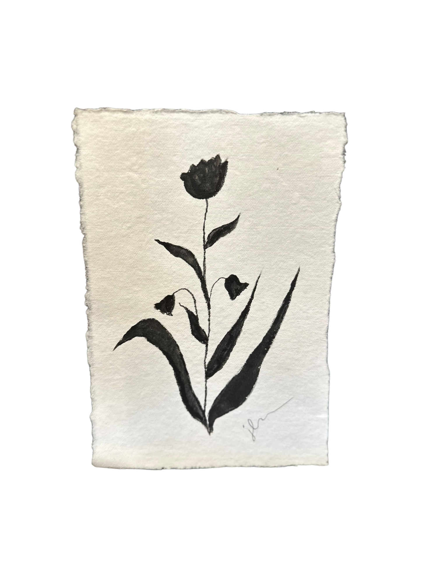 Jenn Leverett Art - B & W Unframed Botanicals 5 x 7