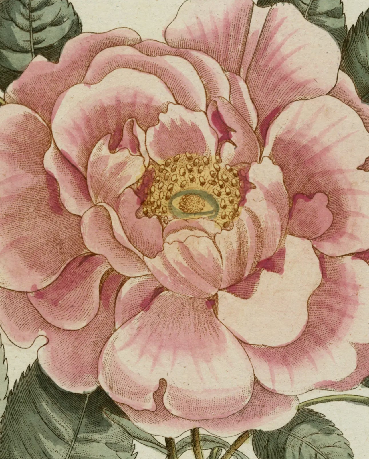 John Derian Picture Book li