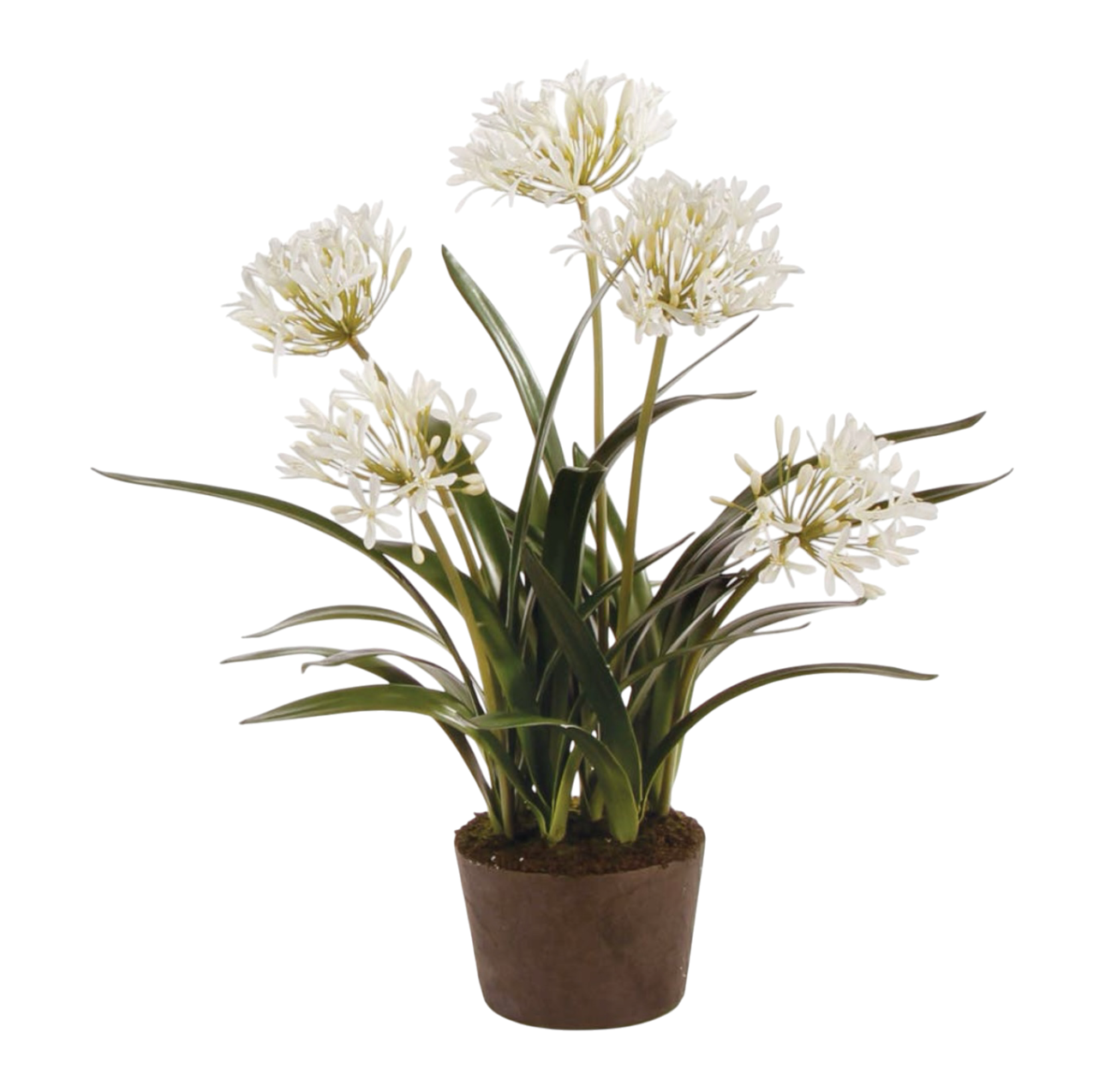 Agapanthus Drop-in 29"