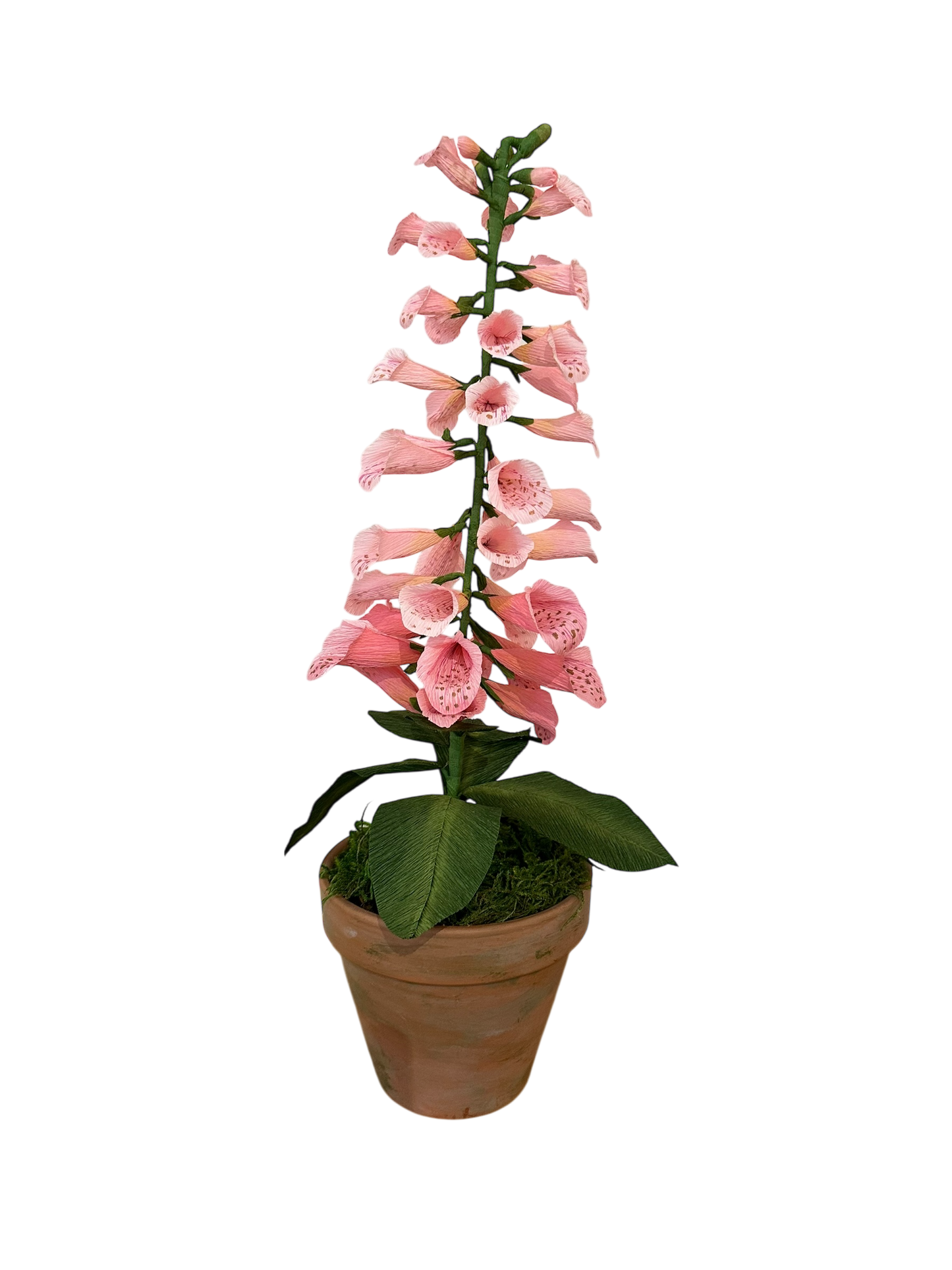 Potted Paper Foxglove