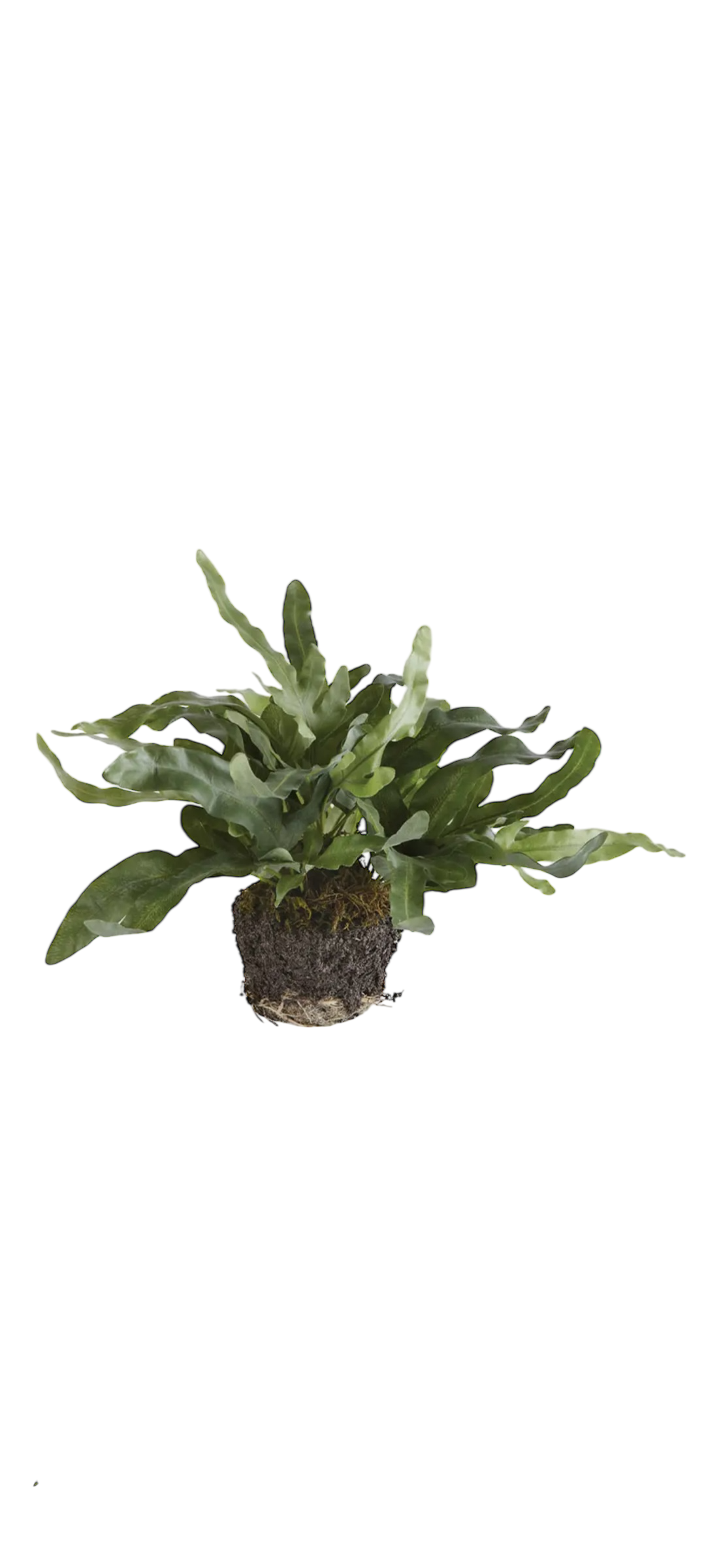 Echeveria Fern Drop-in 11.5"