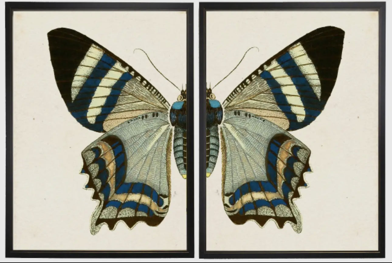 Butterfly Diptychs 60” x 36”