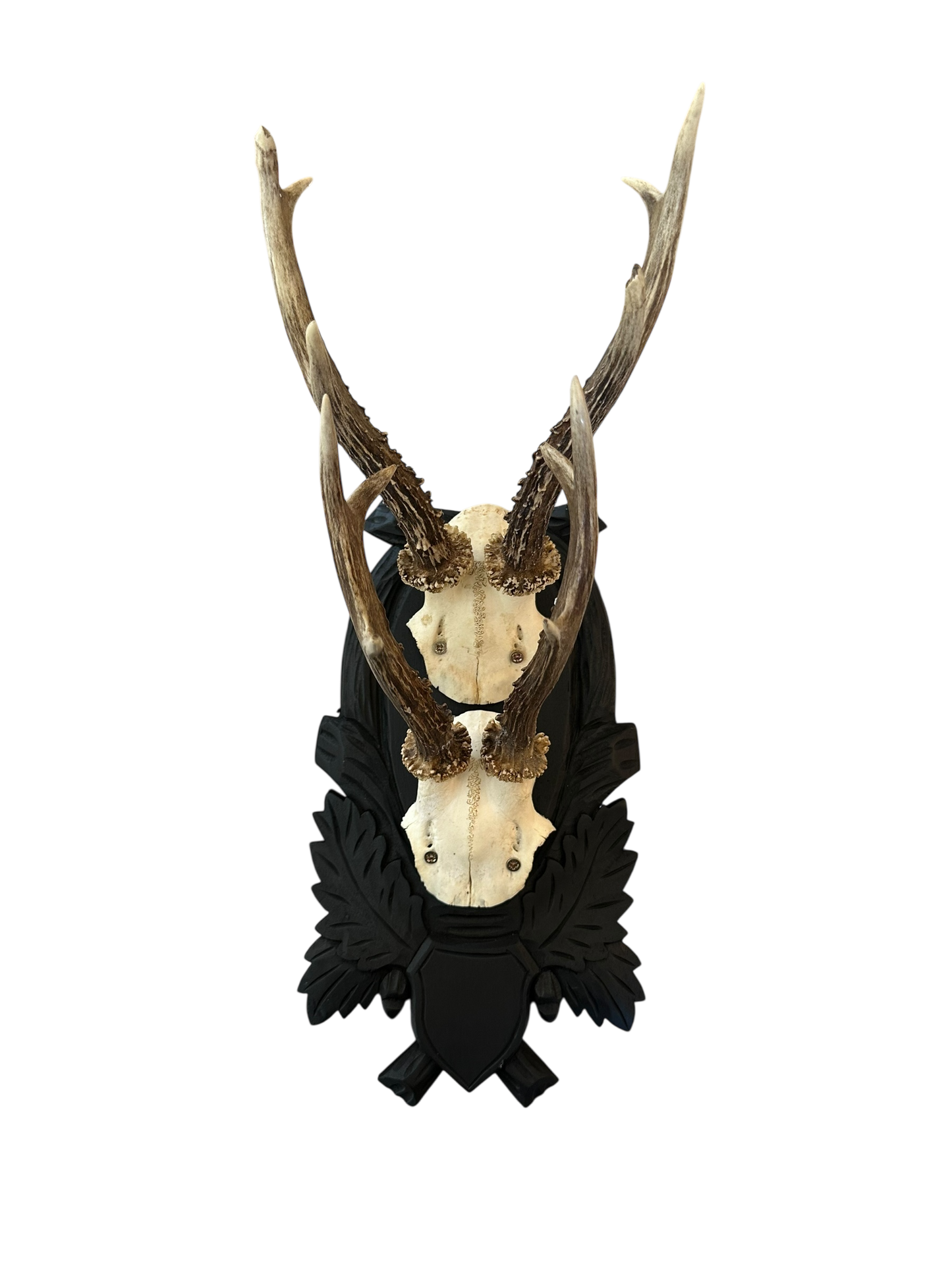 Black Forest Inspired Antler Mount - Double