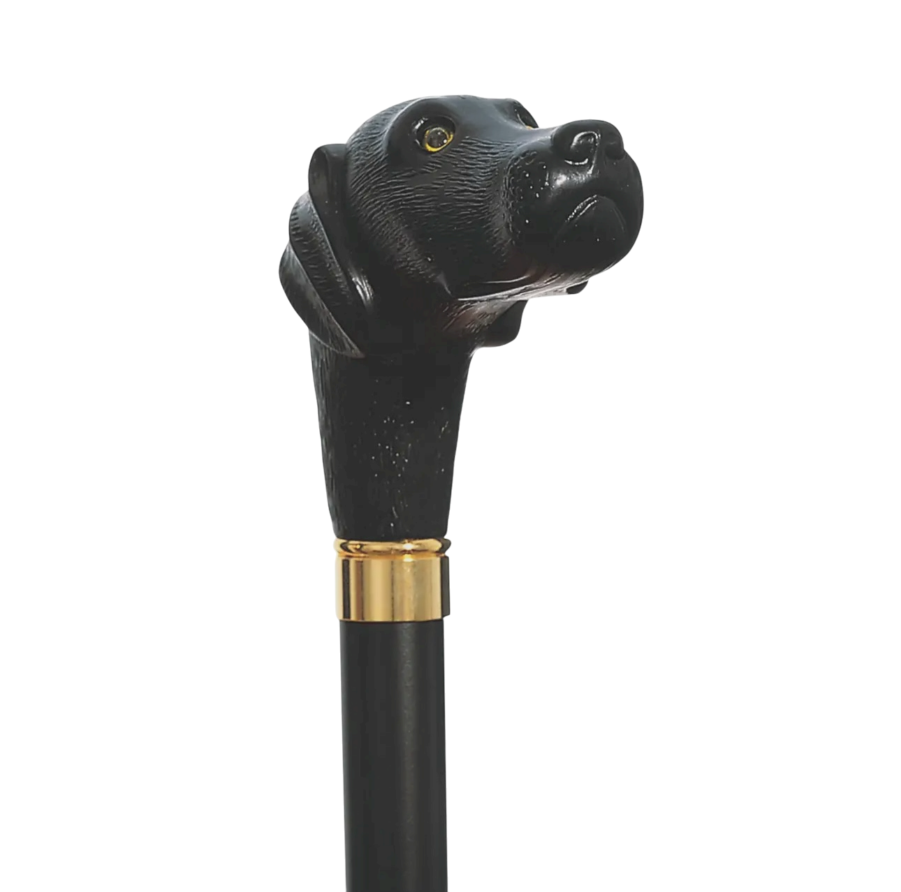 Labrador Retriever Cane