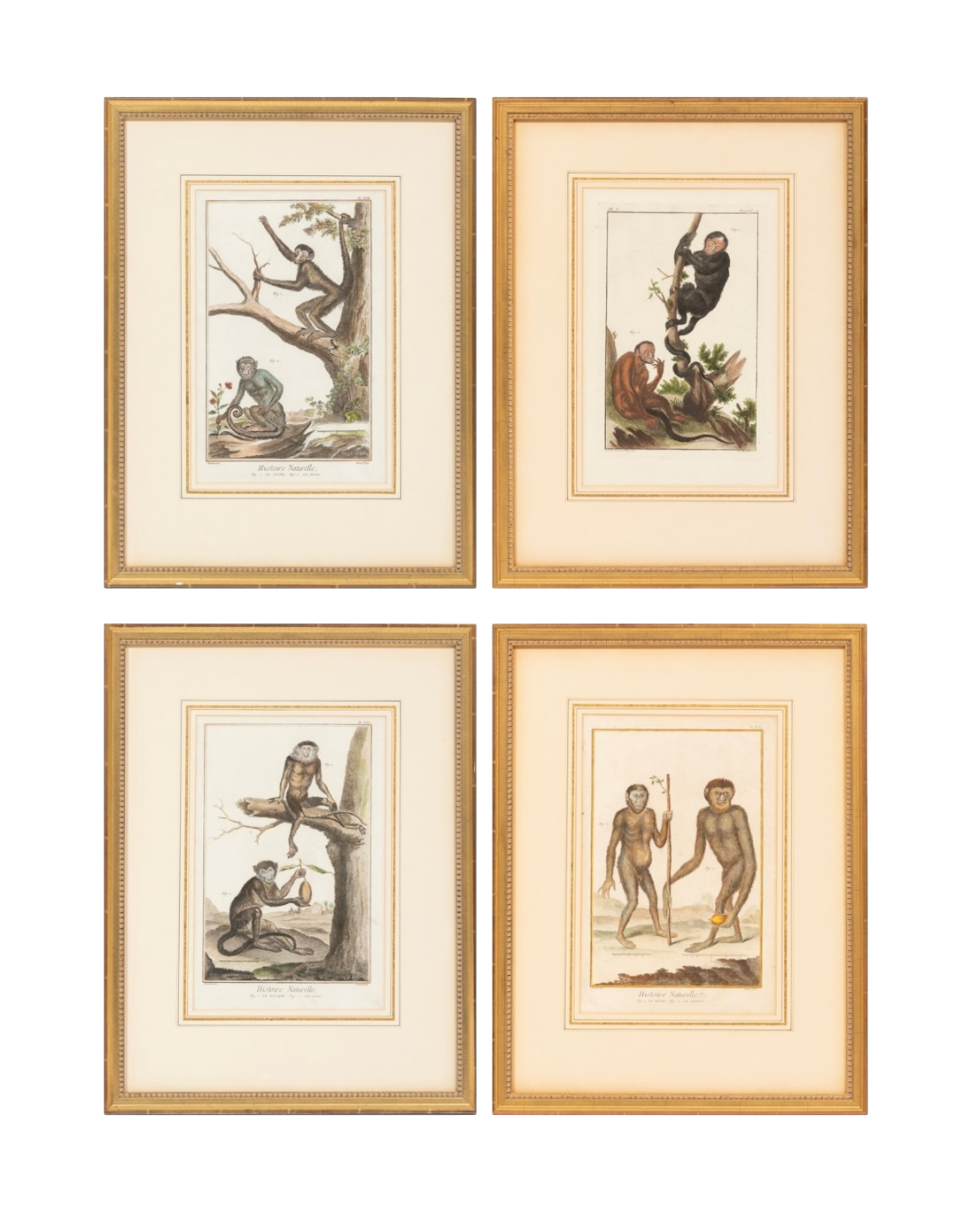 Set of 4 Naturalistic Monkey Engravings - 18th Century