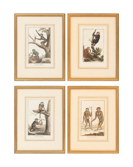 Set of 4 Naturalistic Monkey Engravings - 18th Century