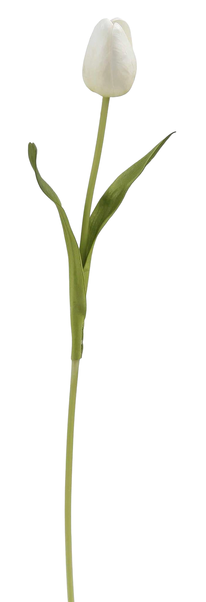 Pointed Tulip 15.5”