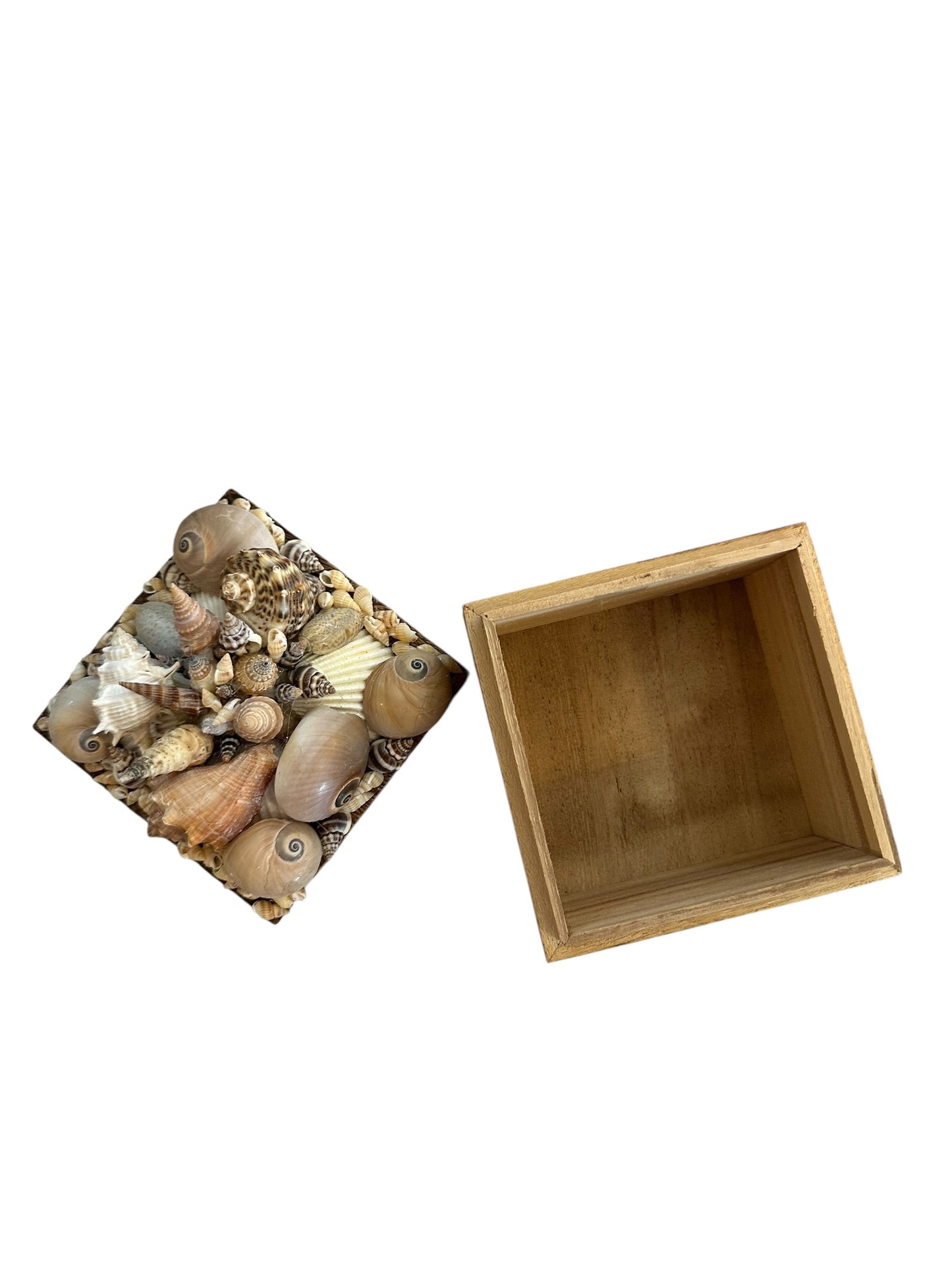 Jenn Leverett Art - Shell Encrusted Box III