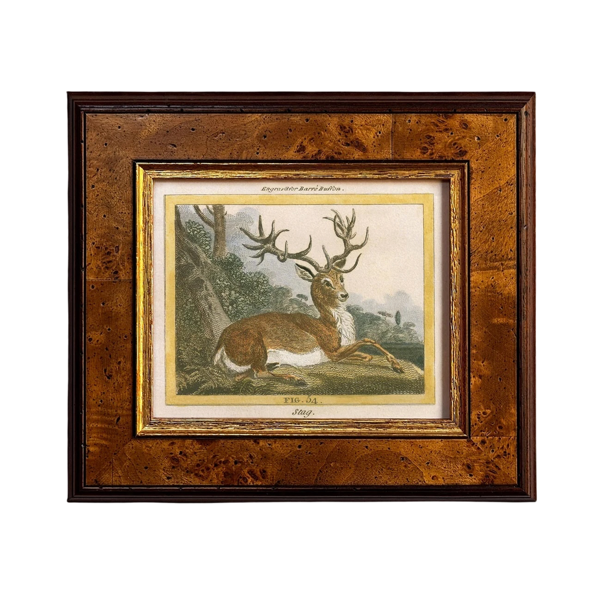 Stag Framed Print