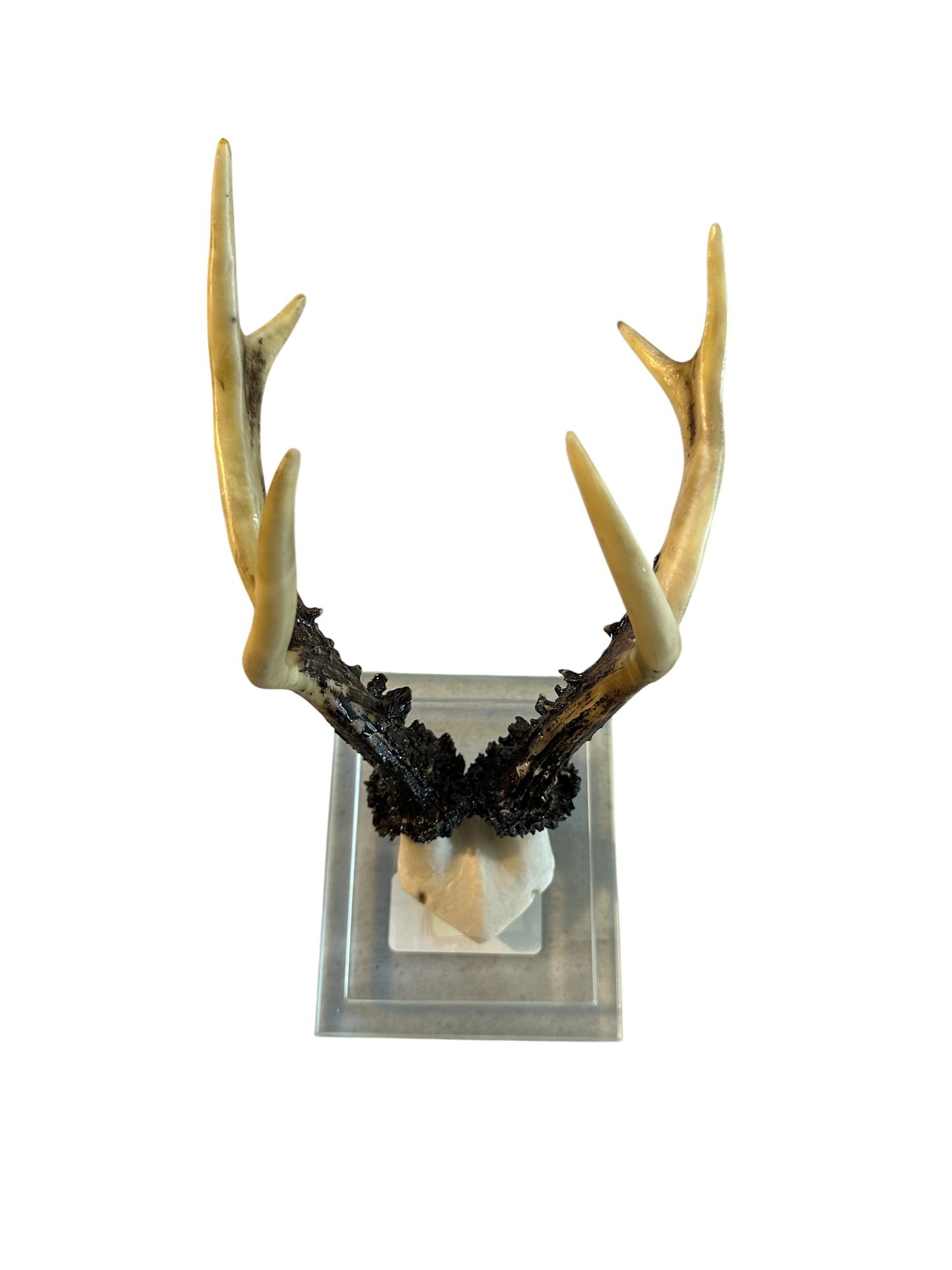 Antler Double Glass Wall Mount