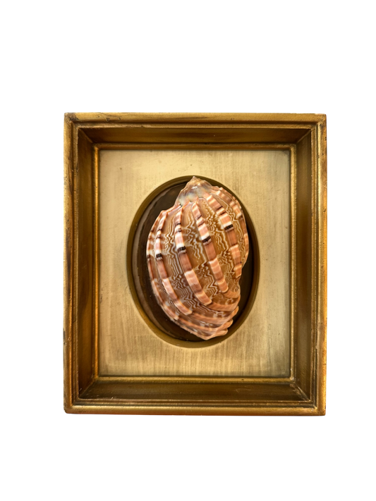 Jenn Leverett Art - Bonnet Shell in Deep Well Florentine