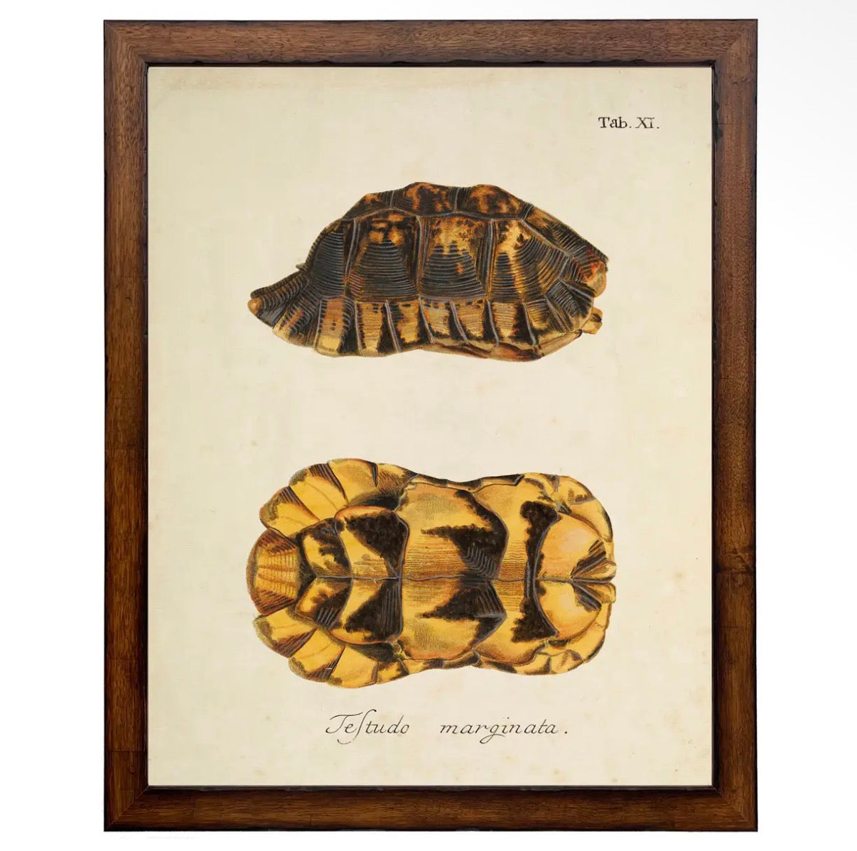 Vintage Turtle Shell Print- 18”x24”