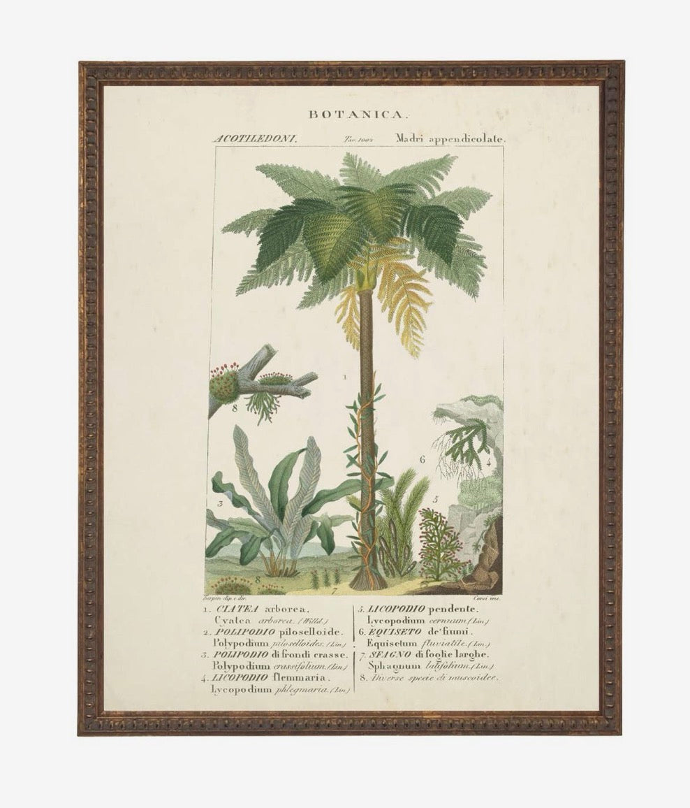 Vintage Palm Tree Bookplate