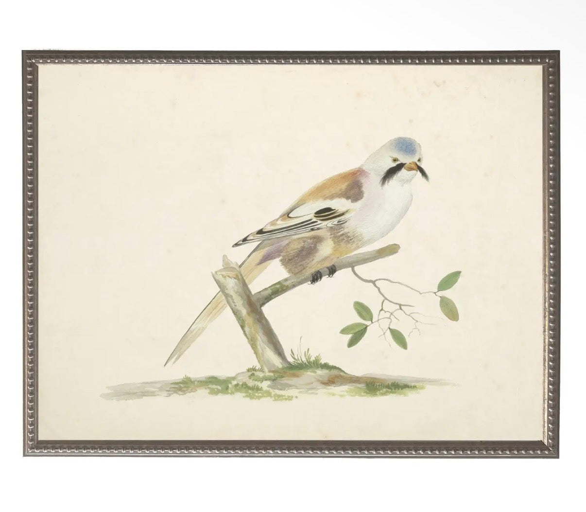 Soft Bird Illustration- 24”x18”