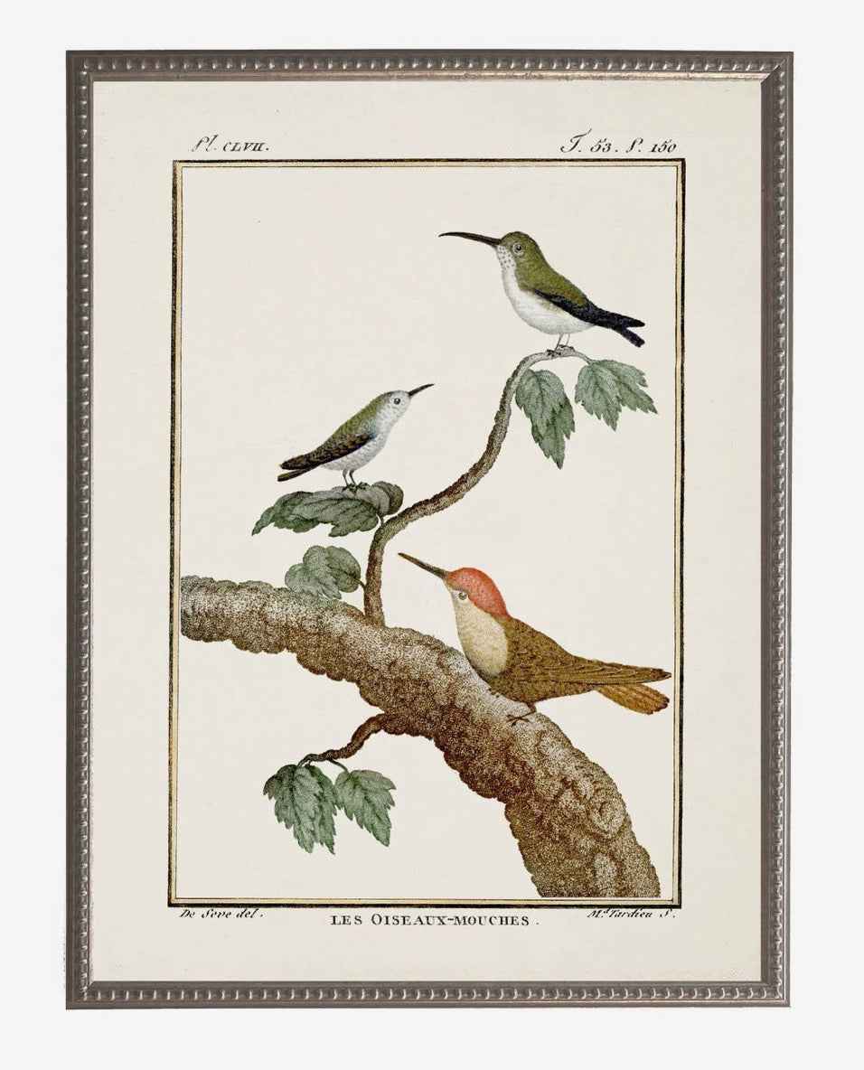 Vintage Bird Bookplate