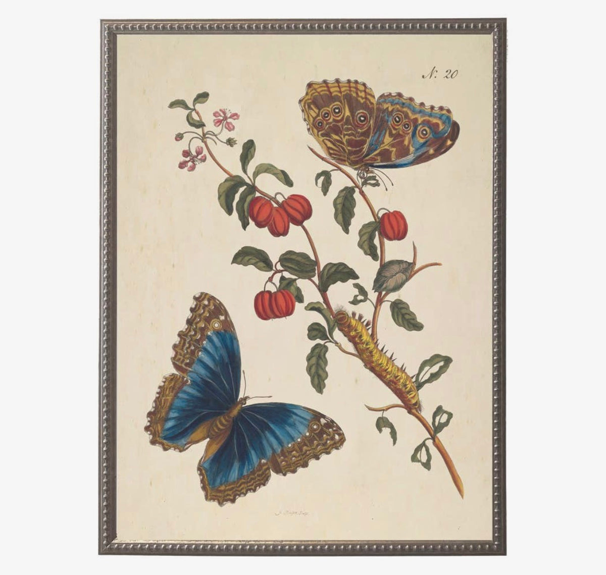 Butterflies and Flowers Bookplates