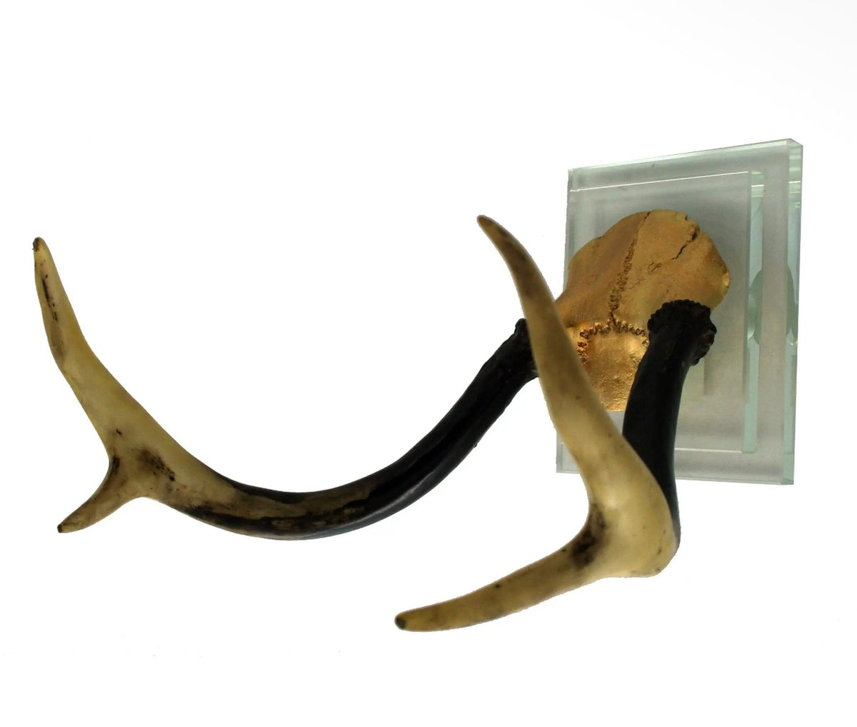 Gold Antler Double Glass Wall Mount