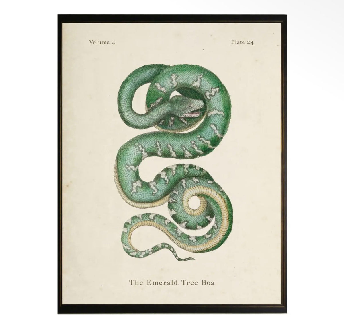Tree Boa Print- 18”x24”