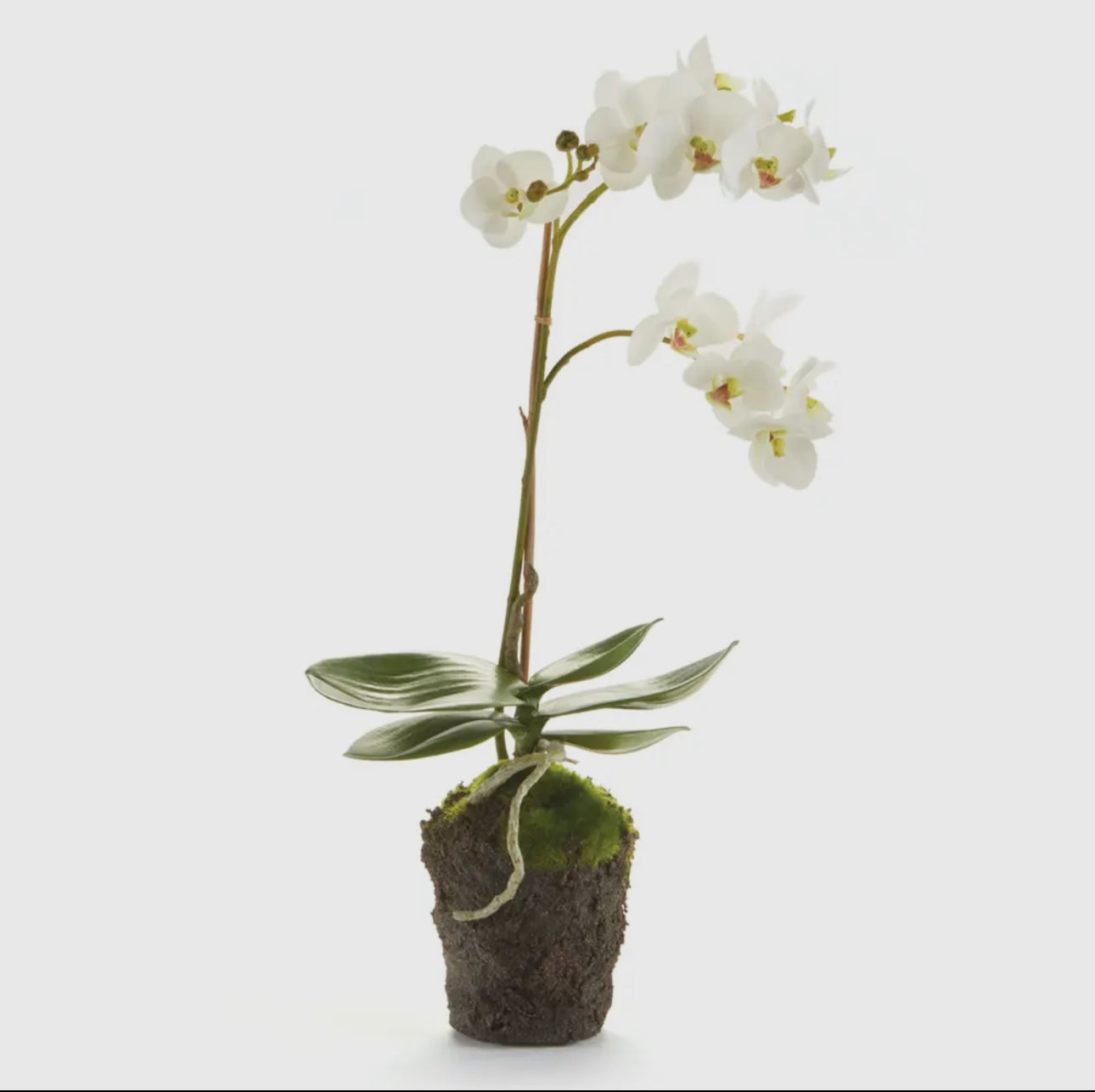 Phalaenopsis Orchids