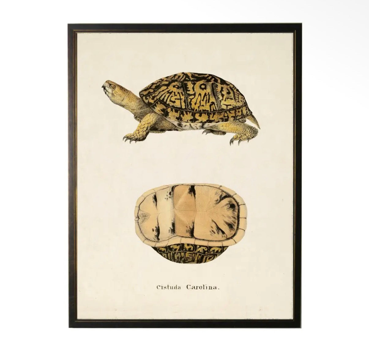 Vintage Turtle Print- 20”x16”