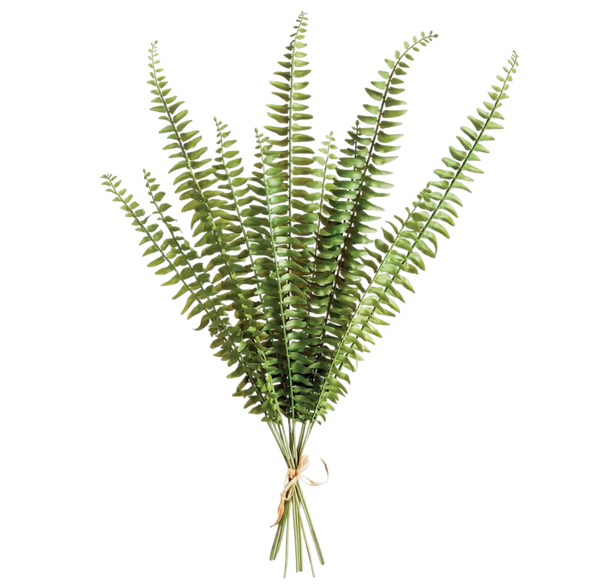 Fern Stems