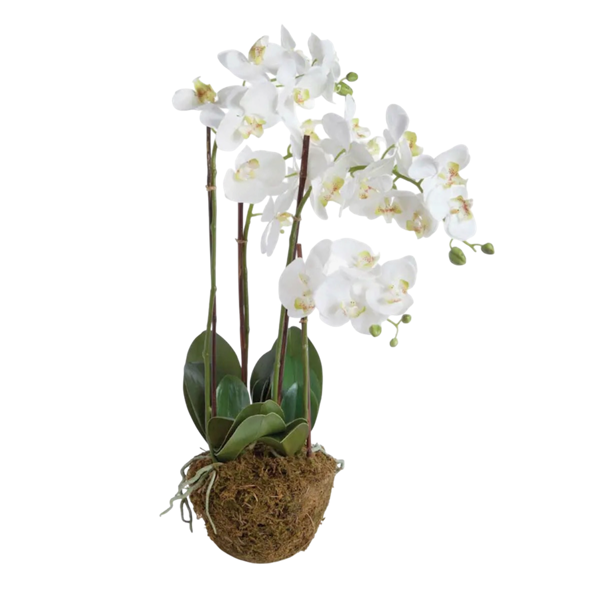 Phalaenopsis Orchid Drop-in 30”