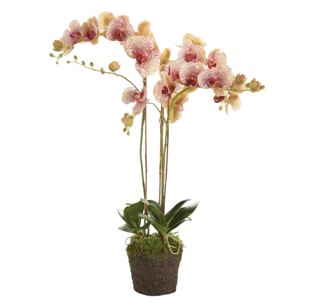 Phalaenopsis Orchid Drop-in 32”