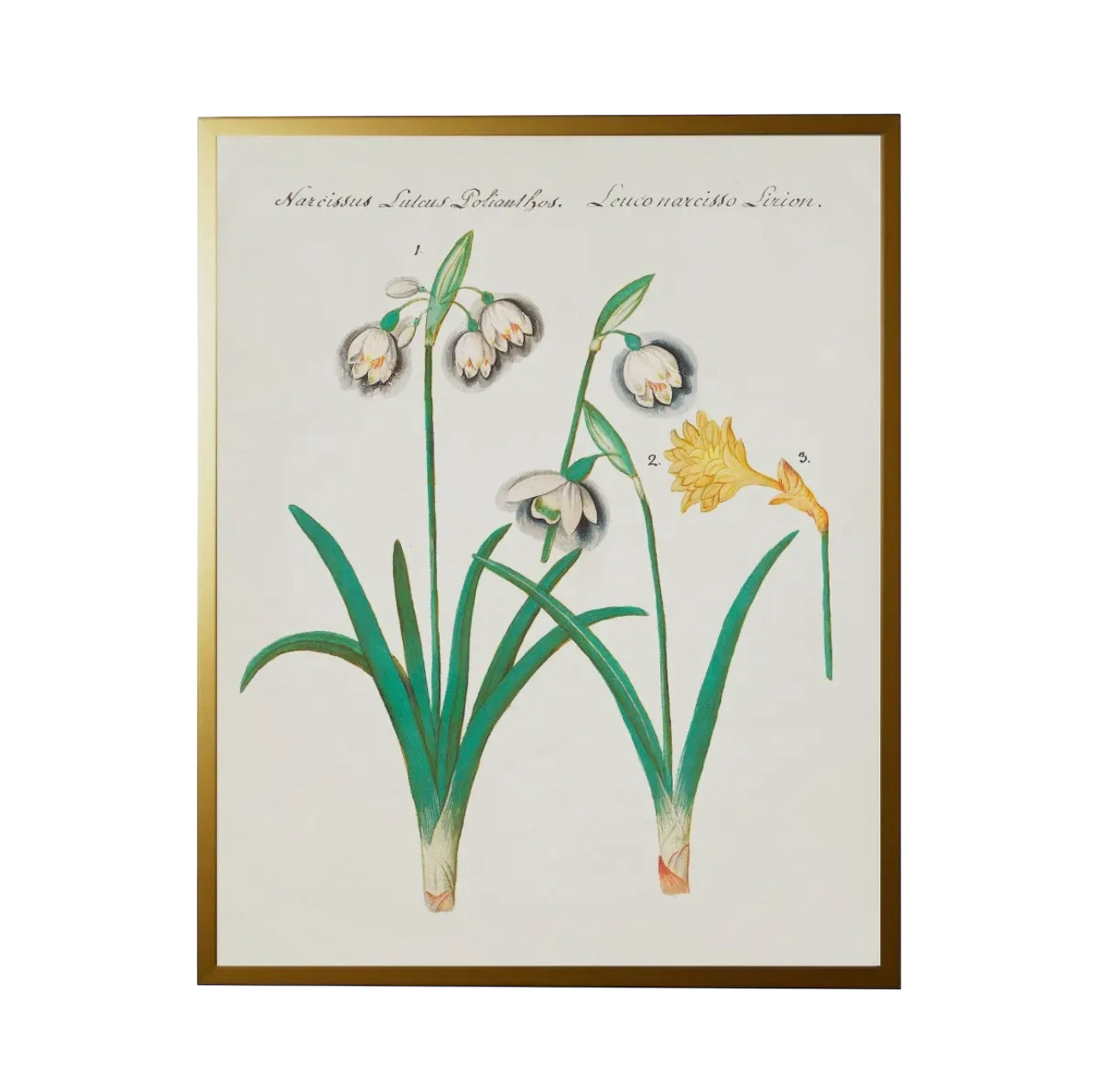 28” x 22” Vintage Bookplate Flower Print