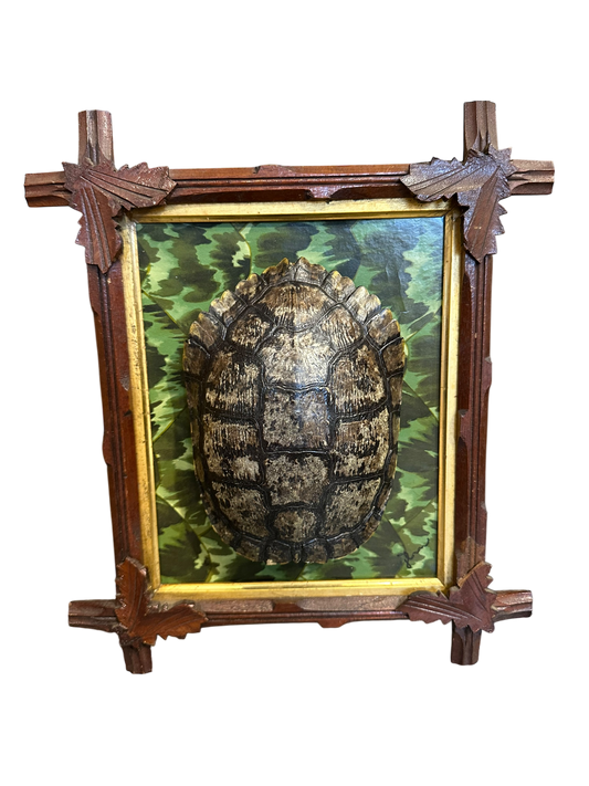 Jenn Leverett Art - Decoupage Tortoiseshell in Black Forest Frame