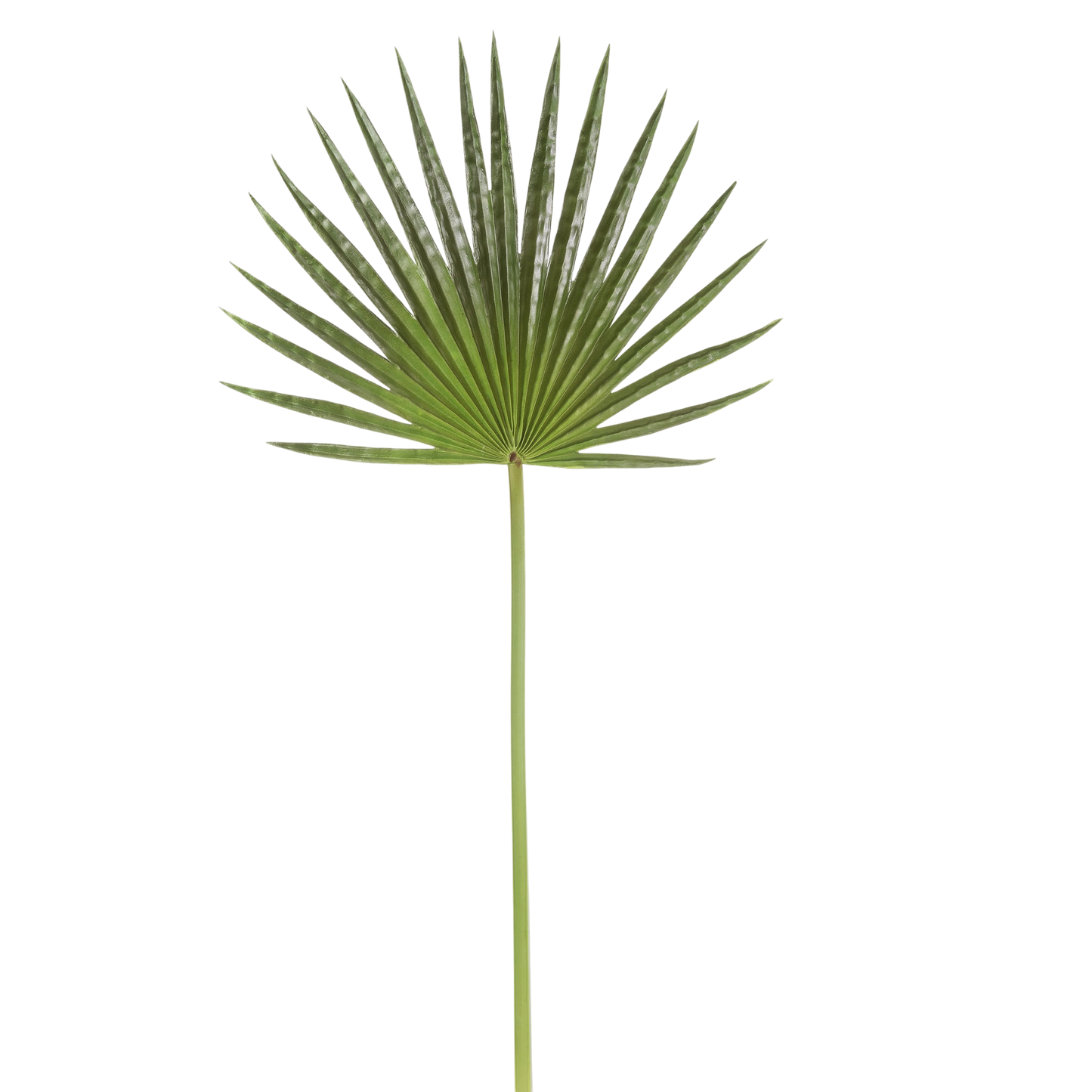 Fan Palm Leaf 32”