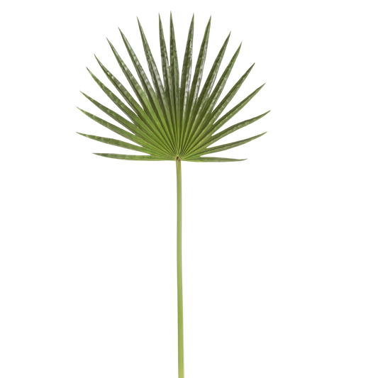 Fan Palm Leaf 32”