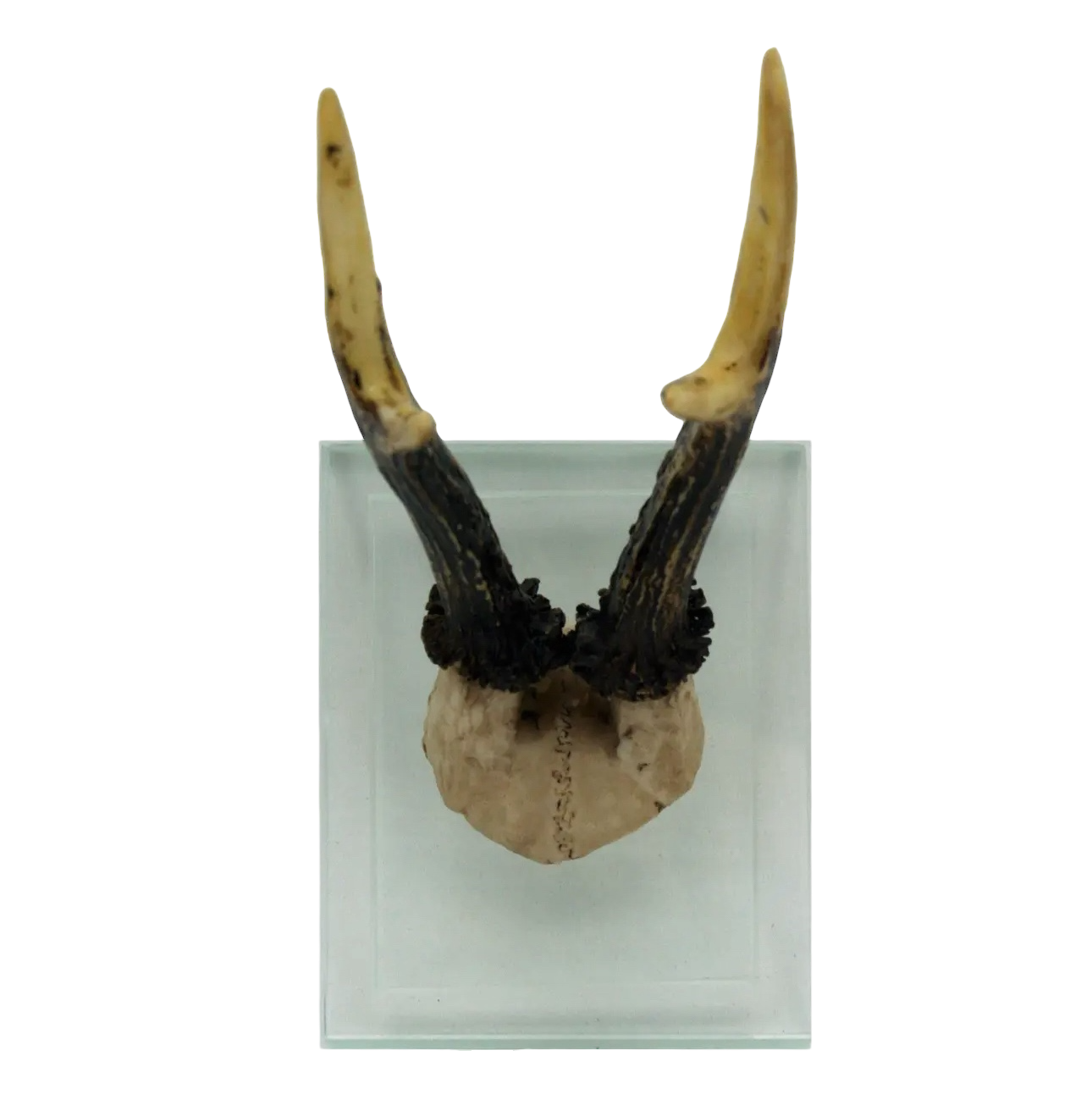 Antler Double Glass Wall Mount