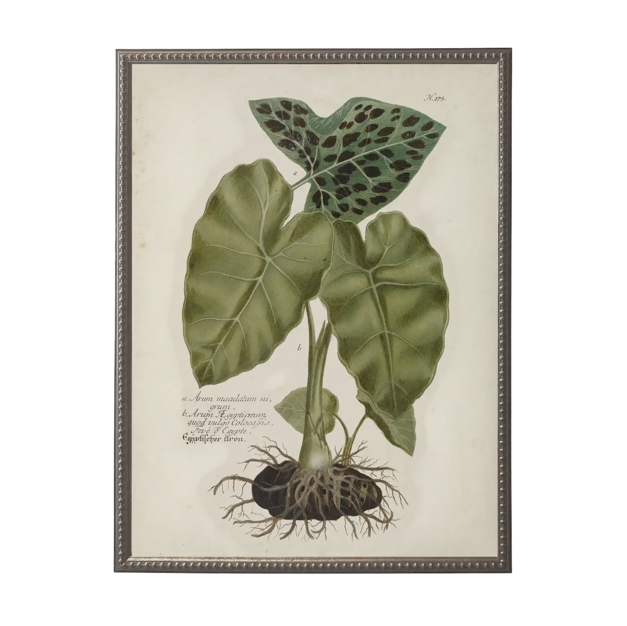 18” x 24” Vintage Flower Bookplate Print