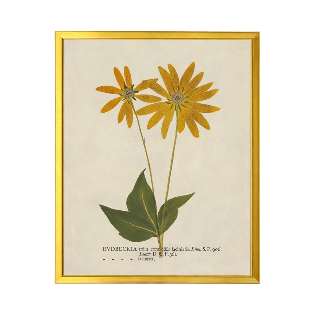 28” x 22” Vintage Dried Botanical Print