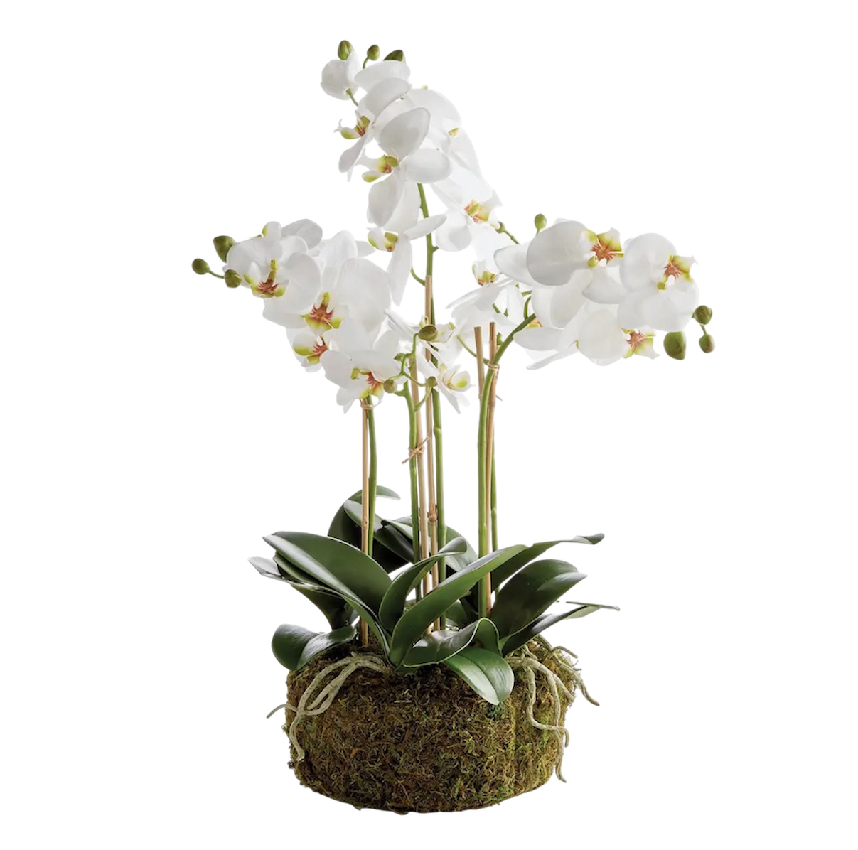 Phalaenopsis Orchil Drop-in 20”