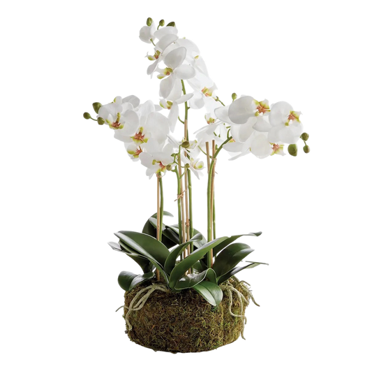 Phalaenopsis Orchil Drop-in 20”