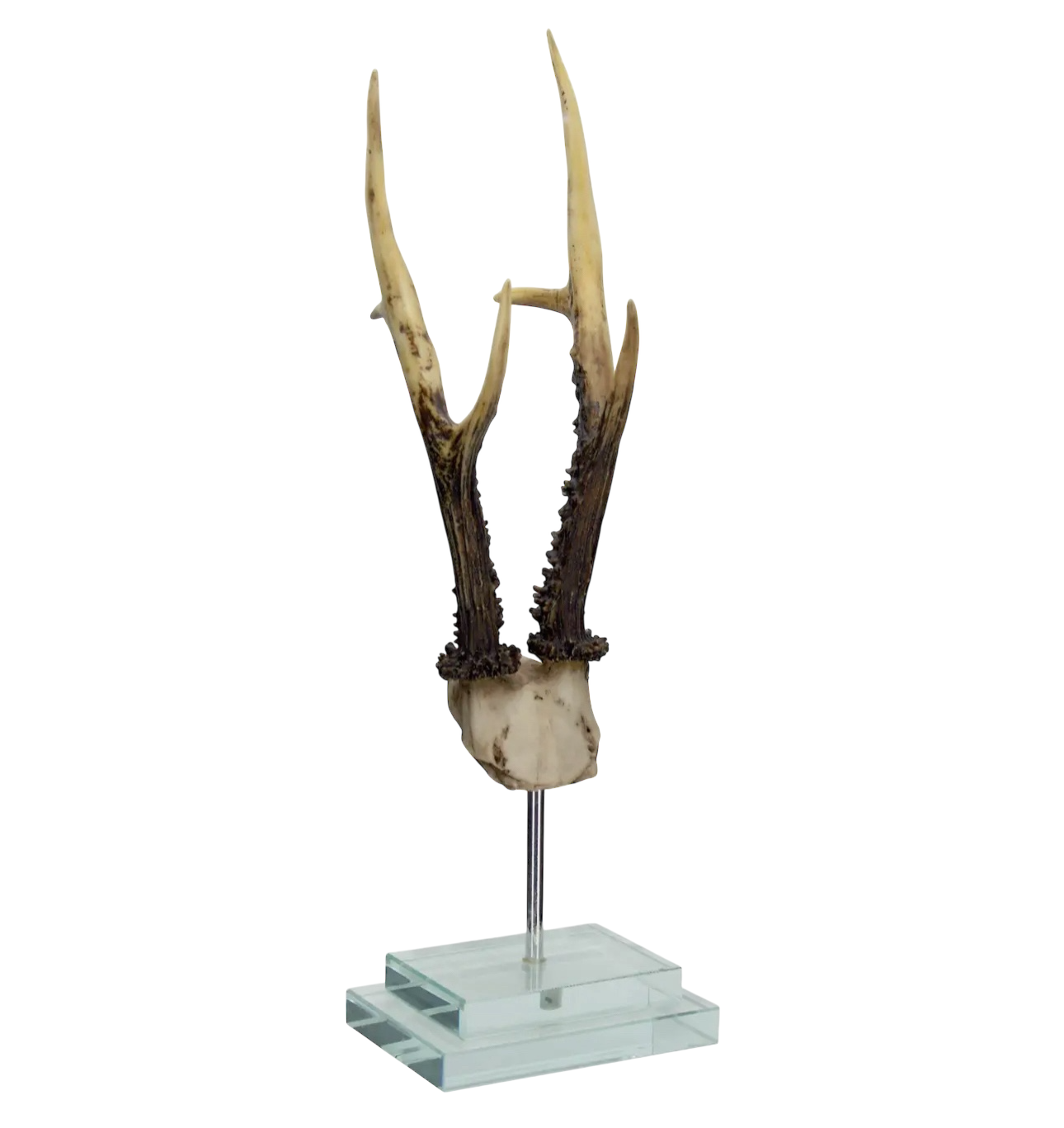 Antler on Double Glass Base