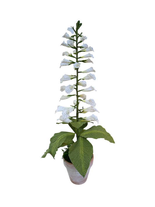 Potted Paper Foxglove - White