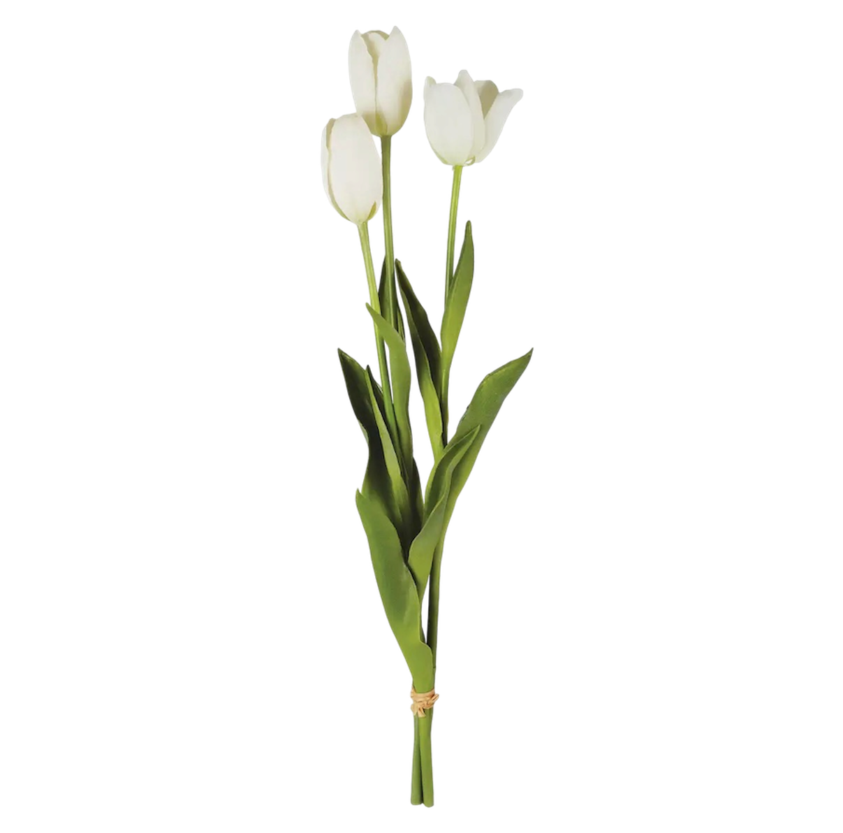 French Tulips