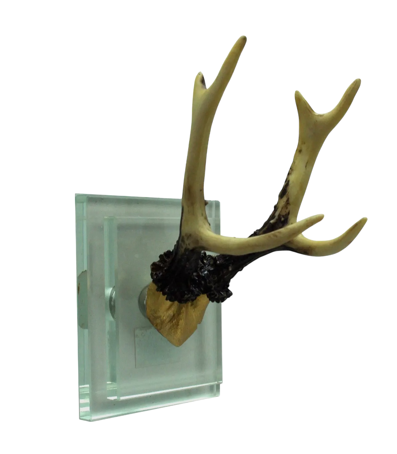 Gold Antler Double Glass Wall Mount