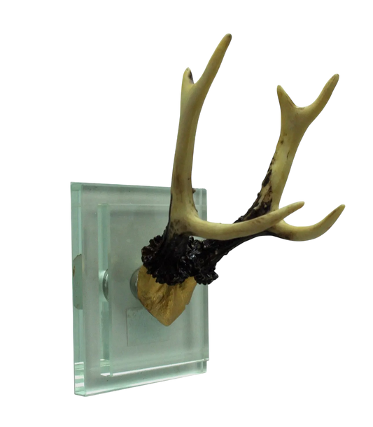 Gold Antler Double Glass Wall Mount
