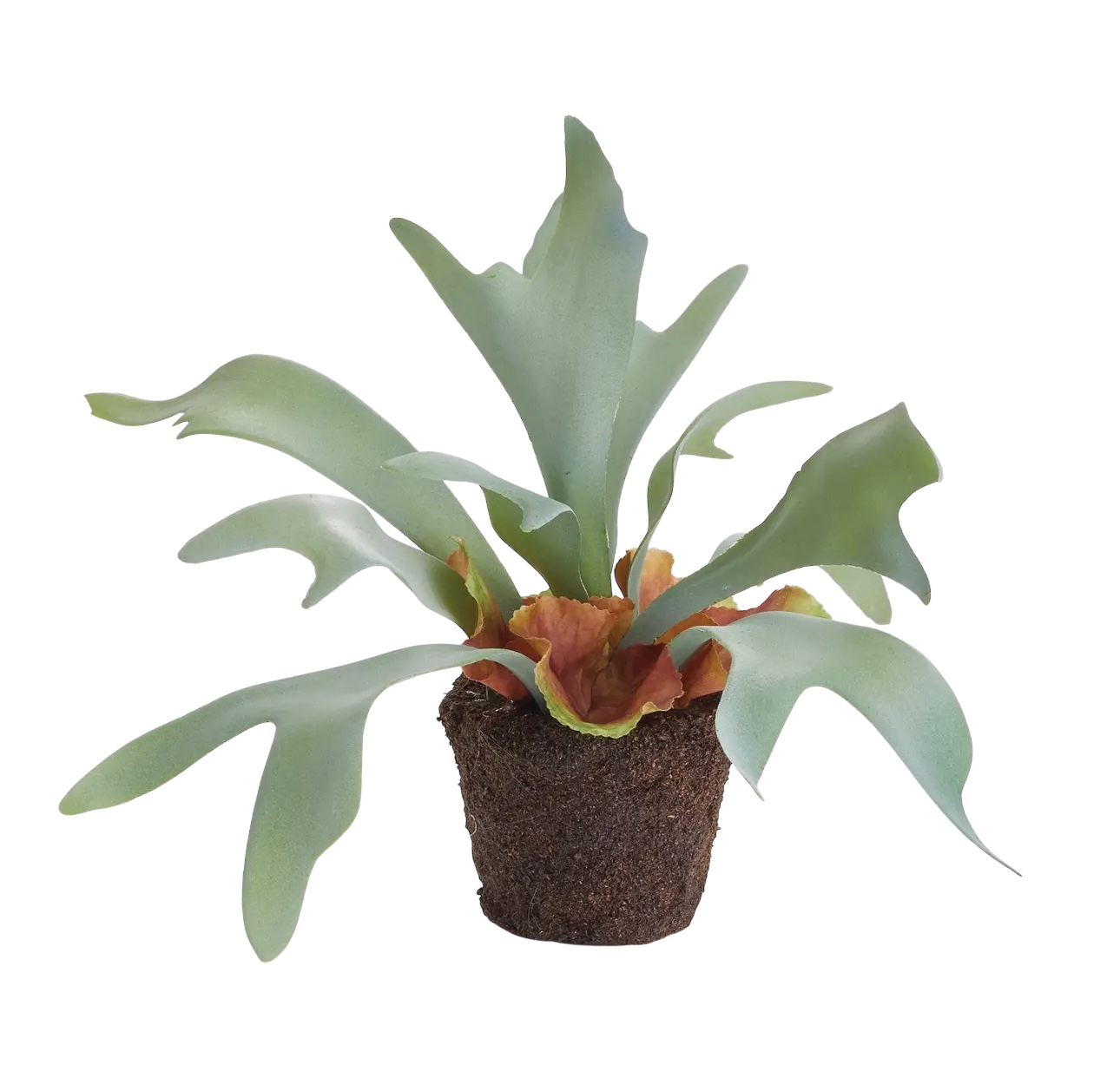 Staghorn Fern Drop-in 9"