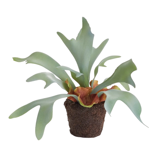 Staghorn Fern Drop-in 9"