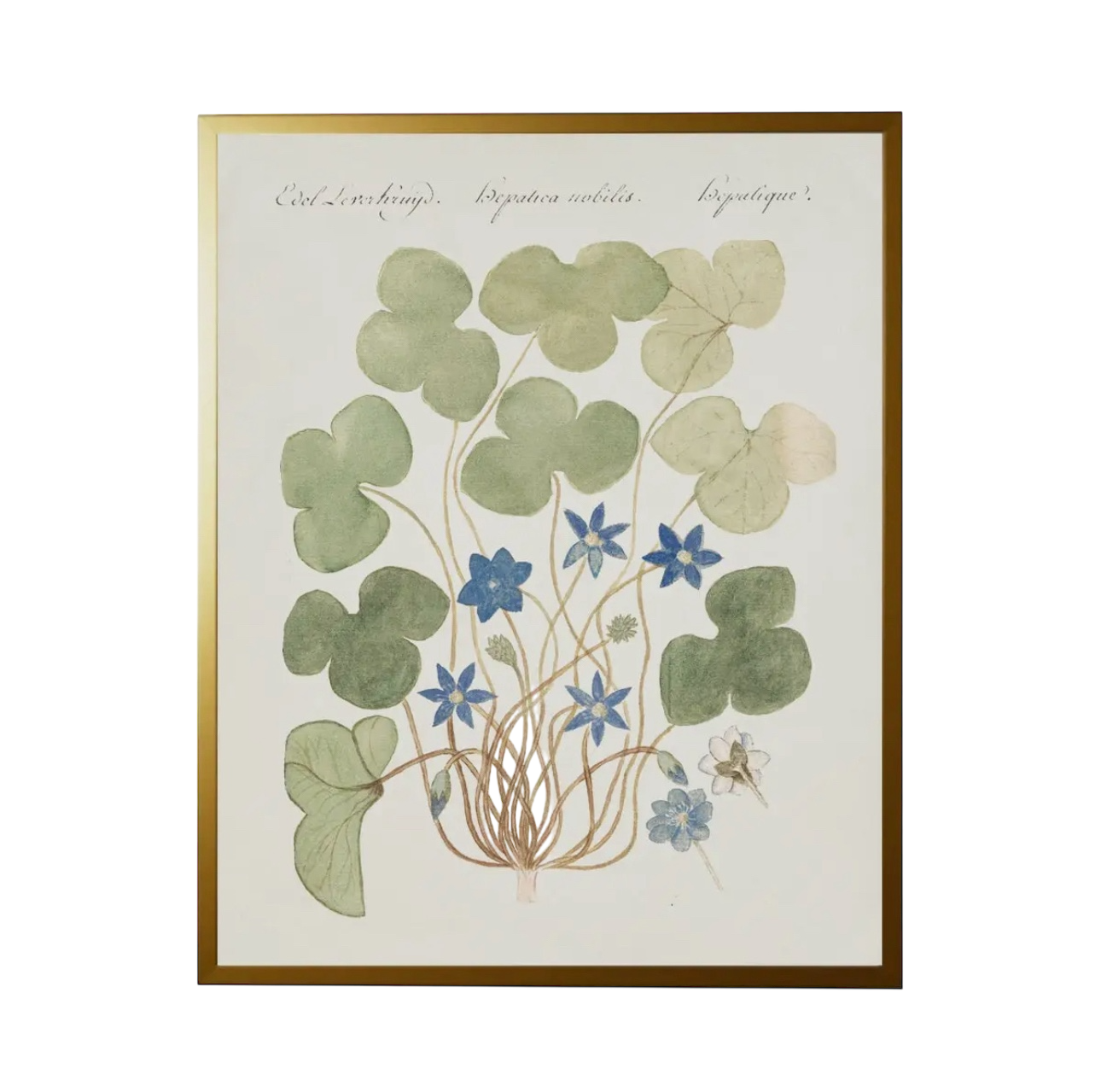 28” x 22” Vintage Bookplate Flower Print
