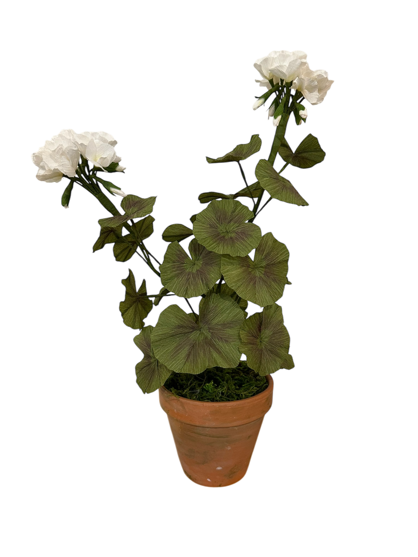Potted Paper Geranium Plant